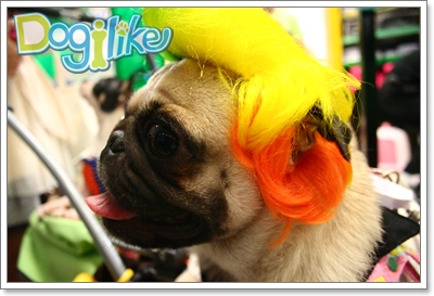 Dogilike.com :: !!! 纵ҡ PET EXPO 2010