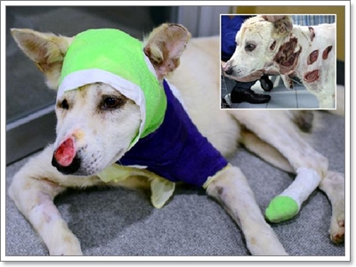 Dogilike.com :: شʹعѢش͵ͺ 2011