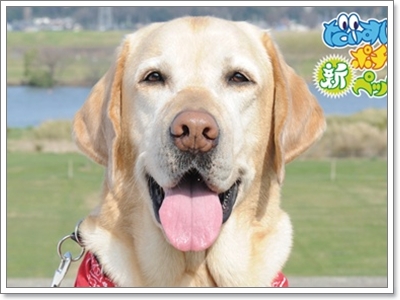 Dogilike.com :: شʹعѢش͵ͺ 2011
