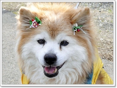 Dogilike.com :: شʹعѢش͵ͺ 2011