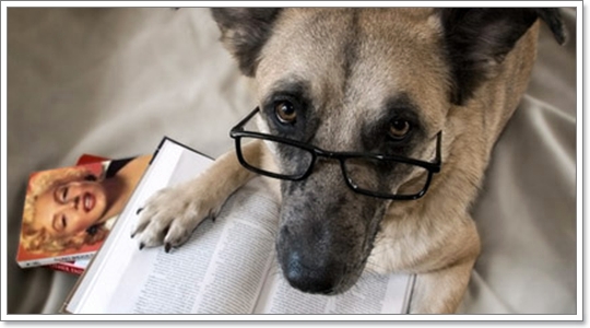 Dogilike.com :: شʹعѢش͵ͺ 2011