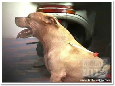 Dogilike.com :: شʹعѢش͵ͺ 2011