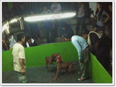 Dogilike.com :: شʹعѢش͵ͺ 2011