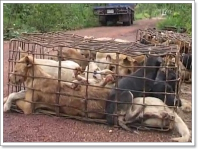 Dogilike.com :: شʹعѢش͵ͺ 2011
