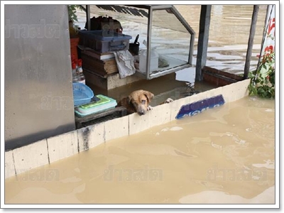 Dogilike.com :: شʹعѢش͵ͺ 2011