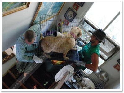 Dogilike.com :: شʹعѢش͵ͺ 2011