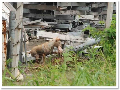 Dogilike.com :: شʹعѢش͵ͺ 2011