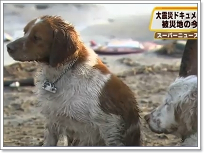 Dogilike.com :: شʹعѢش͵ͺ 2011