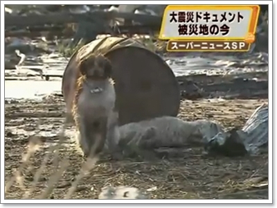 Dogilike.com :: شʹعѢش͵ͺ 2011