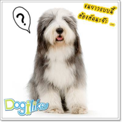 Dogilike.com :: ǧҹͧҺ͡آҾ