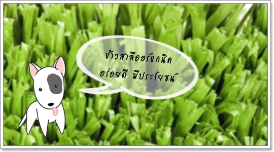 Dogilike.com :: Pet Grass ข้าวสาลีออร์แกนิค Dogilike.com :: Pet Grass ข้าวสาลีออร์แกนิค