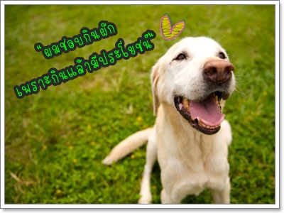 Dogilike.com :: Pet Grass ข้าวสาลีออร์แกนิค Dogilike.com :: Pet Grass ข้าวสาลีออร์แกนิค