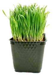 Dogilike.com :: Pet Grass ᡹Ԥ