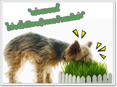 Dogilike.com :: Pet Grass ข้าวสาลีออร์แกนิค Dogilike.com :: Pet Grass ข้าวสาลีออร์แกนิค