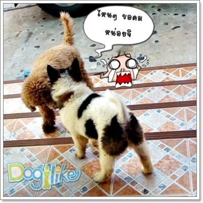 Dogilike.com :: ֡عѢӤѡѺعѢš˹