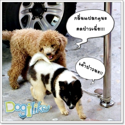 Dogilike.com :: ֡عѢӤѡѺعѢš˹