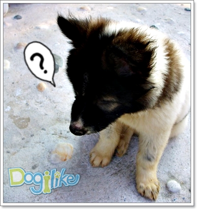 Dogilike.com :: ֡عѢӤѡѺعѢš˹