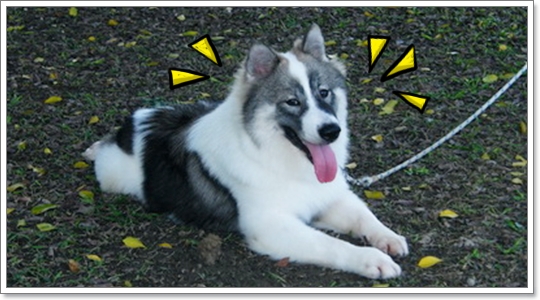 Dogilike.com :: ֡عѢӤѡѺعѢš˹