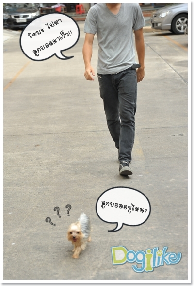 Dogilike.com :: ֡ͧ蹤Һͧ