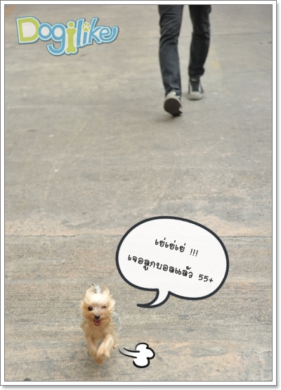 Dogilike.com :: ֡ͧ蹤Һͧ