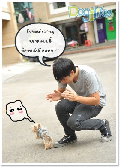 Dogilike.com :: ֡ͧ蹤Һͧ