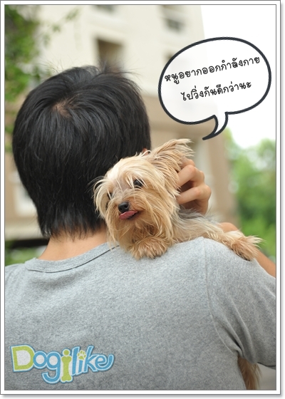 Dogilike.com :: ֡ͧ蹤Һͧ