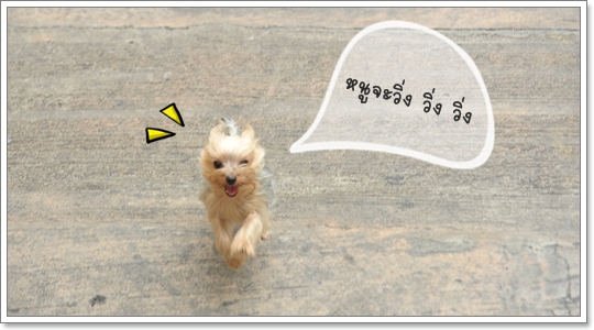 Dogilike.com :: ֡ͧ蹤Һͧ