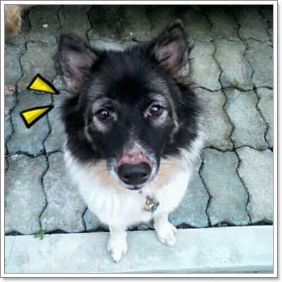 Dogilike.com :: ֡ͧҾ͡Թ