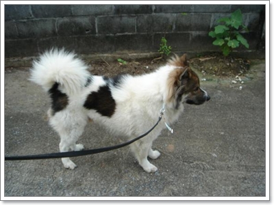 Dogilike.com :: ֡ͧҾ͡Թ