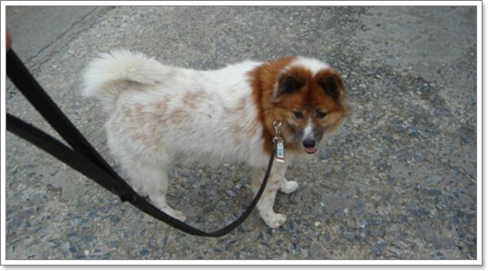 Dogilike.com :: ֡ͧҾ͡Թ
