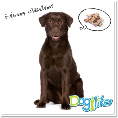 Dogilike.com :: ѴáѺѭҹͧǧ