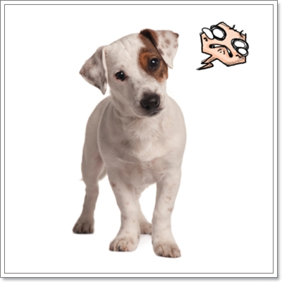 Dogilike.com :: วิธีปรับพฤติกรรมน้องหมา(โต)มาใหม่  