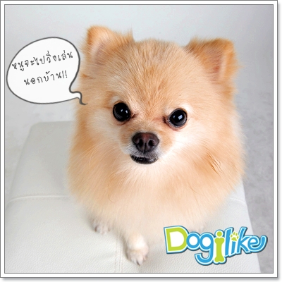 Dogilike.com :: ֡ͧҧʹ͹͹ҹ