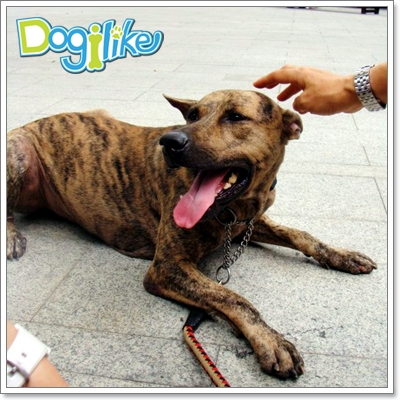 Dogilike.com :: ѭعѢ١Ը