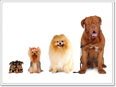 Dogilike.com :: ฝึกพฤติกรรมการกินของสุนัข