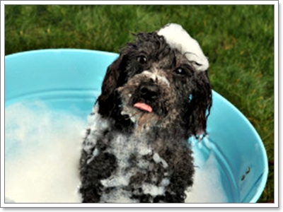 Dogilike.com :: ฝึกนิสัยน้องหมาให้ไม่กลัวการอาบน้ำ