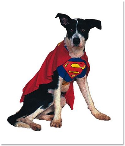 Dogilike.com :: ͧ ҡš