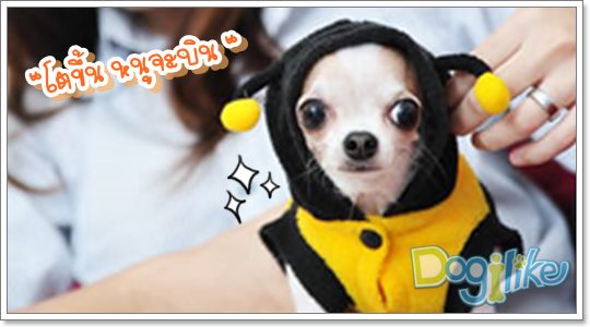 Dogilike.com :: ŧǹ ǹ ҡ 