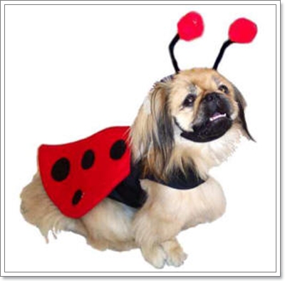 Dogilike.com :: ŧǹ ǹ ҡ 