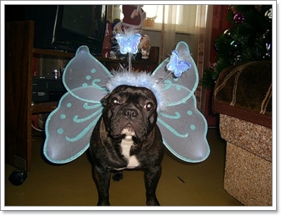Dogilike.com :: ŧǹ ǹ ҡ 