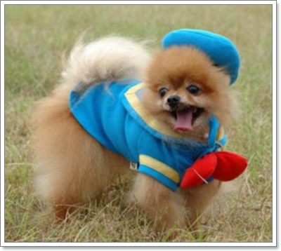 Dogilike.com :: Ὺšٹ ͧҹ