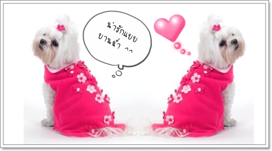 Dogilike.com :: ��ͧ���ʴ�� ��觴͡���ҹ������