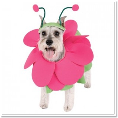 Dogilike.com :: ��ͧ���ʴ�� ��觴͡���ҹ������