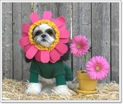 Dogilike.com :: ��ͧ���ʴ�� ��觴͡���ҹ������