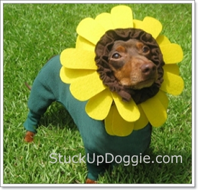 Dogilike.com :: ��ͧ���ʴ�� ��觴͡���ҹ������