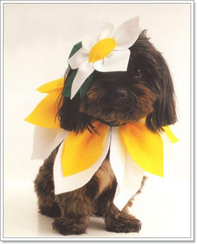 Dogilike.com :: ��ͧ���ʴ�� ��觴͡���ҹ������