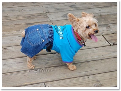 Dogilike.com :: JEANS never die