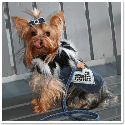 Dogilike.com :: JEANS never die