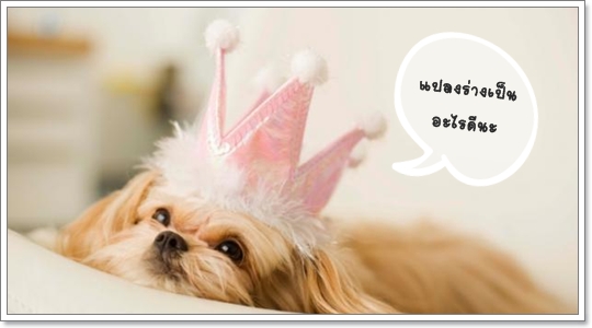 Dogilike.com :: แฟชั่นเอาใจคนรักสัตว์ Dogilike.com :: แฟชั่นเอาใจคนรักสัตว์