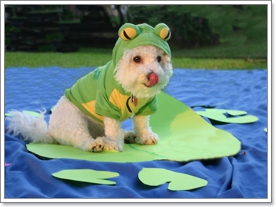 Dogilike.com :: แฟชั่นเอาใจคนรักสัตว์ Dogilike.com :: แฟชั่นเอาใจคนรักสัตว์